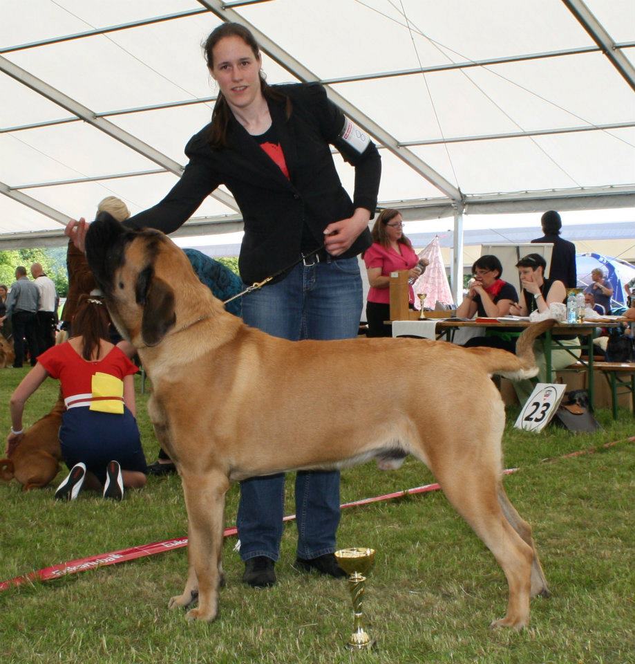 Hertog van de Franckenahoeve, 12 maanden oud, Club Jugend Sieger op de World Club Show 2012