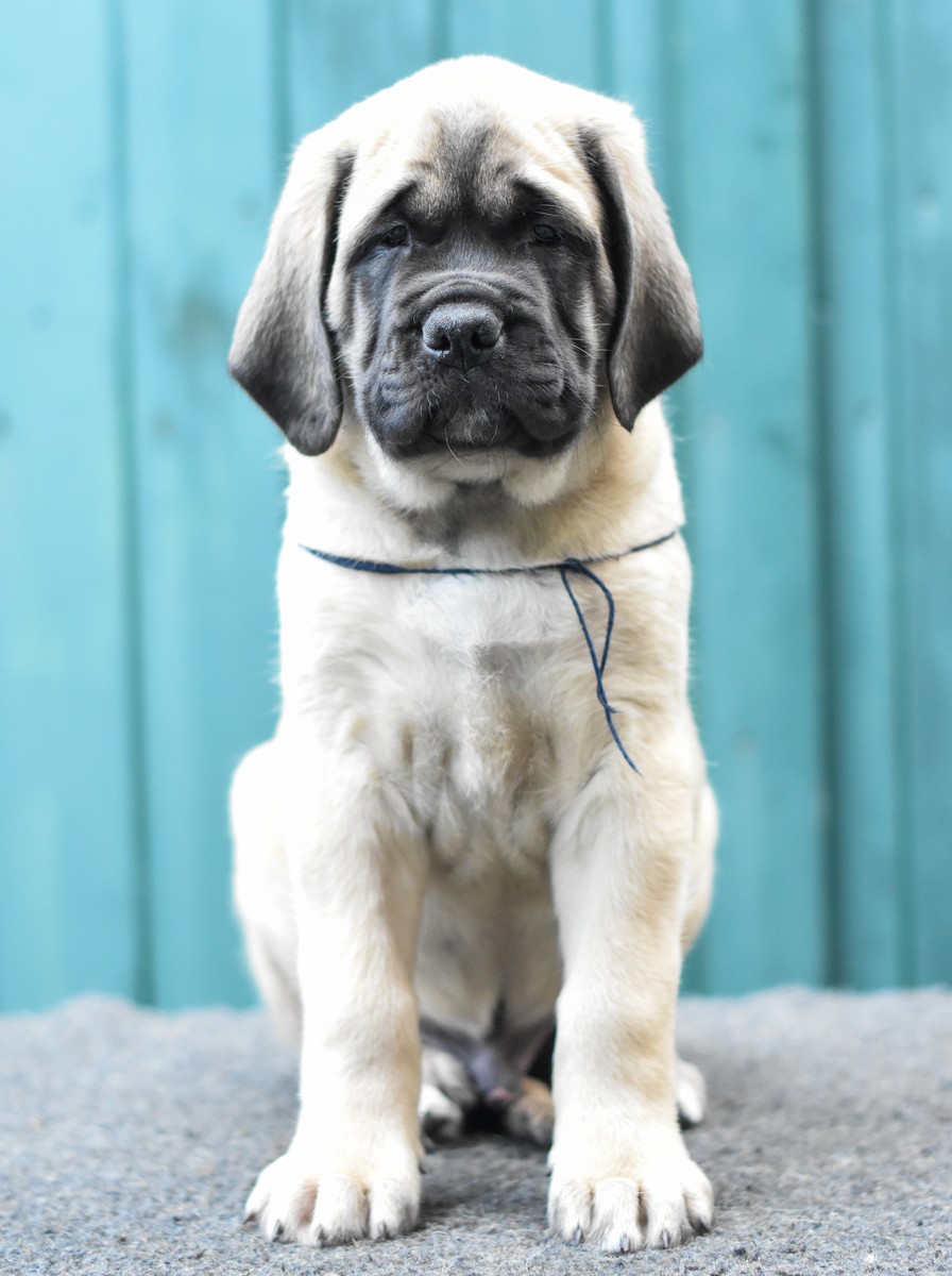 donkerblauw, 8,5 week