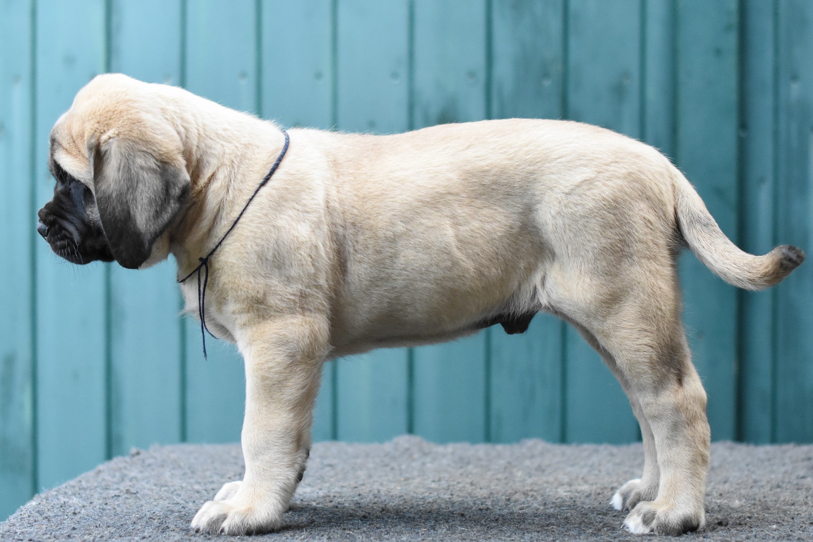 donkerblauw, 8,5 week